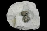 Two Enrolled Flexicalymene Trilobites - Ohio #136964-1